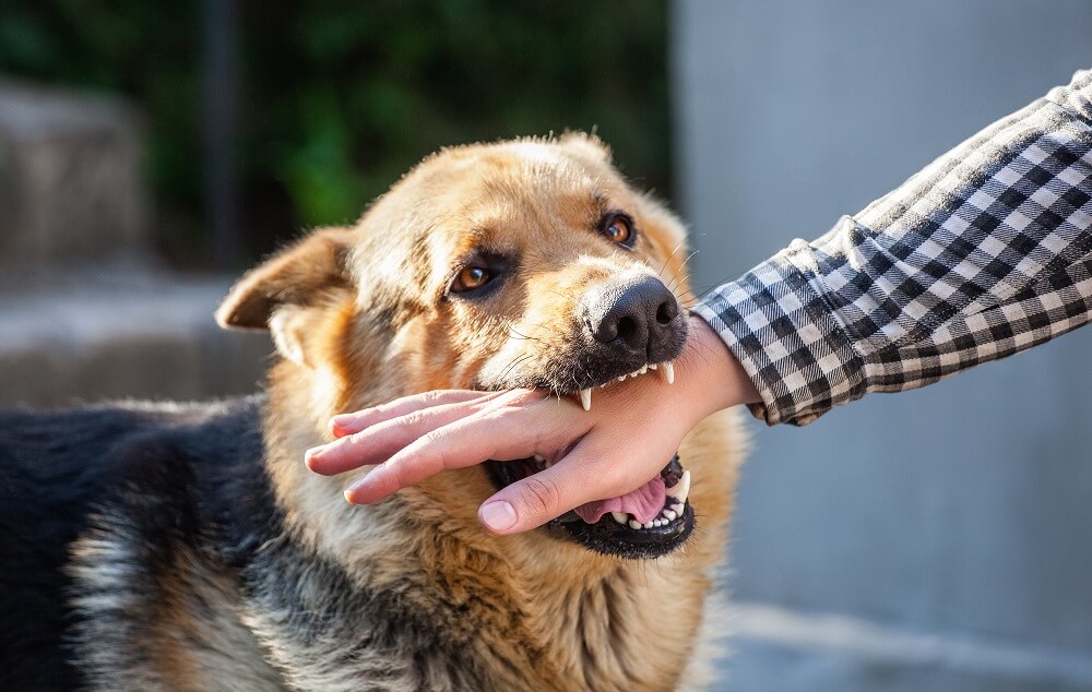 Aggresive Dog Biting