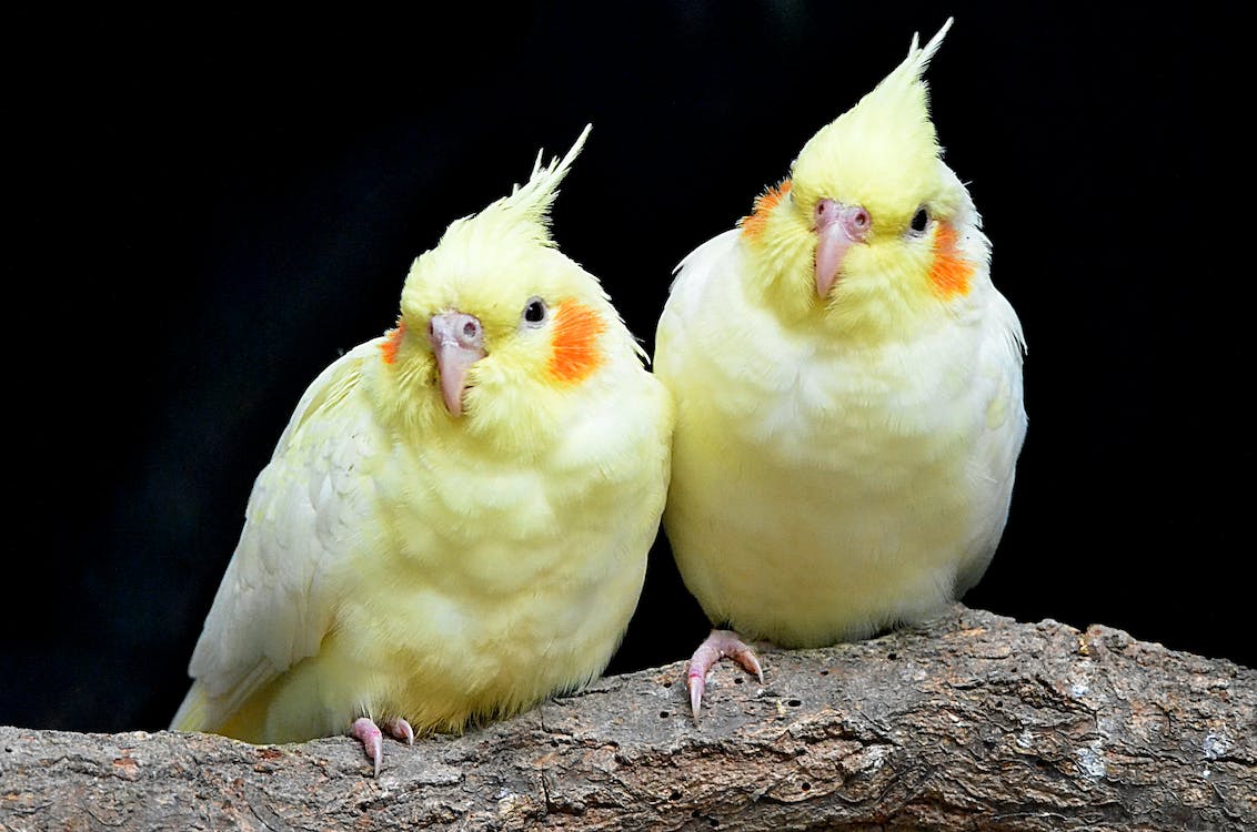 Cockatiels Two 1