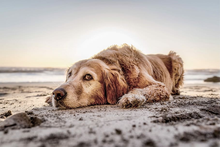 Dog Beach Golden Retreiver Animal