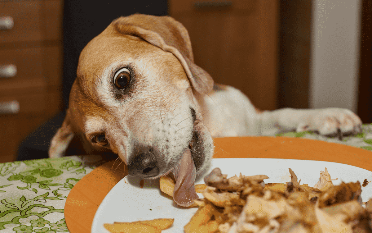 Dog Stealing Food Off Plate Min