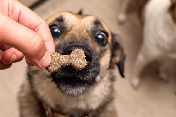 Dog Waiting Tasty Treat Form 600Nw 2186397023