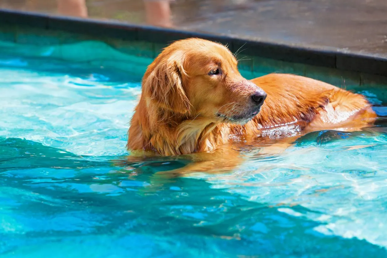 Dog Pool Summer 66801A66B8