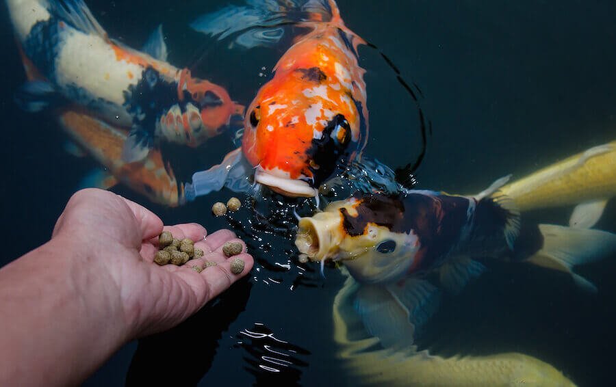 Feeding Fish