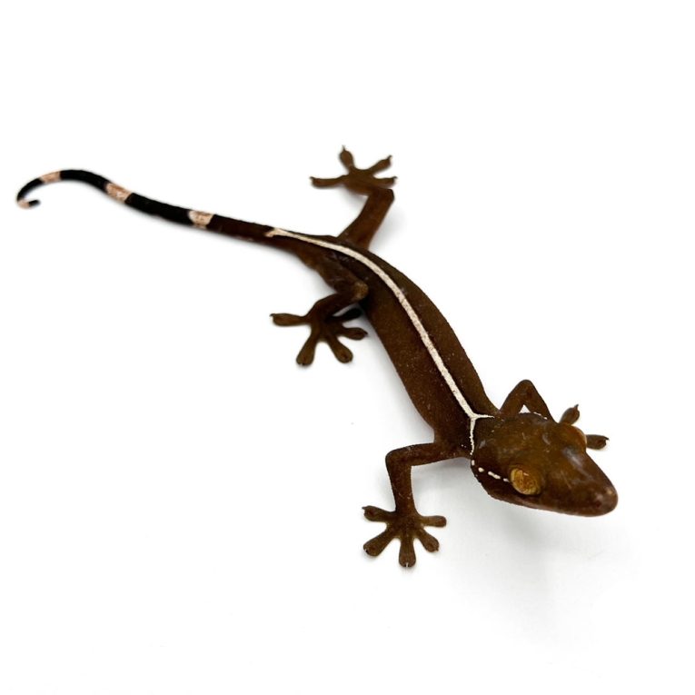 gecko