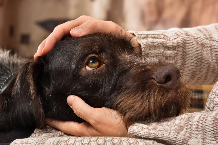 Hands Owner Petting Head Dog 79911323