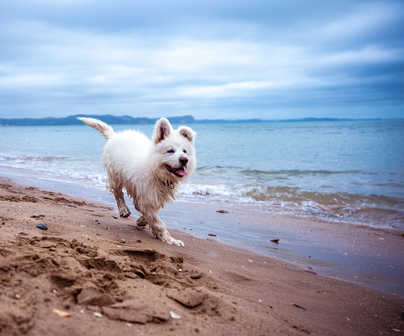 Petspyjamas Dog Friendly Travel Devon Beach