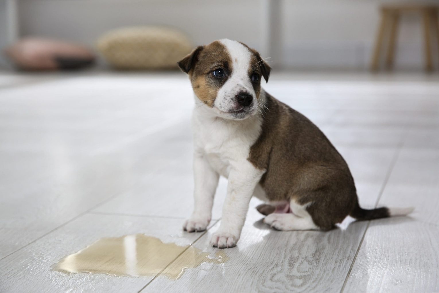 Puppy Pee Puppy Puddle Shutterstock 1747261217 Scaled Min