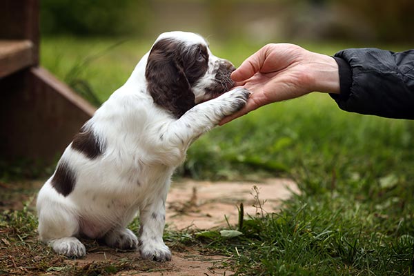 Puppy Shaking Hands