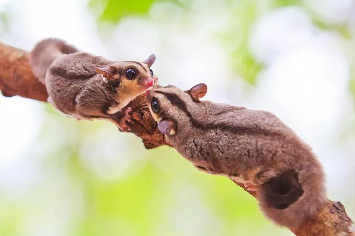 Sugar Glider Companion