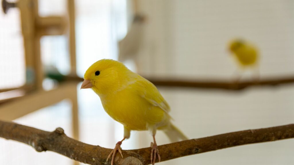 Two Yellow American Singer Canaries Perched In An Aviary 1024X576 1