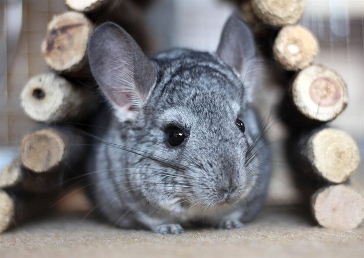 Gs Product Chinchilla