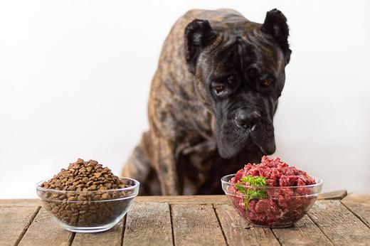 How To Transition Your Dog To A Raw Diet. 5 Options To Choose From Rawfeeding 520X500 43Cc5Fcf E4D9 49E7 903D