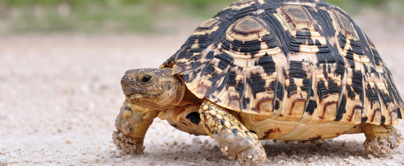 Leopard Tortoise Banner