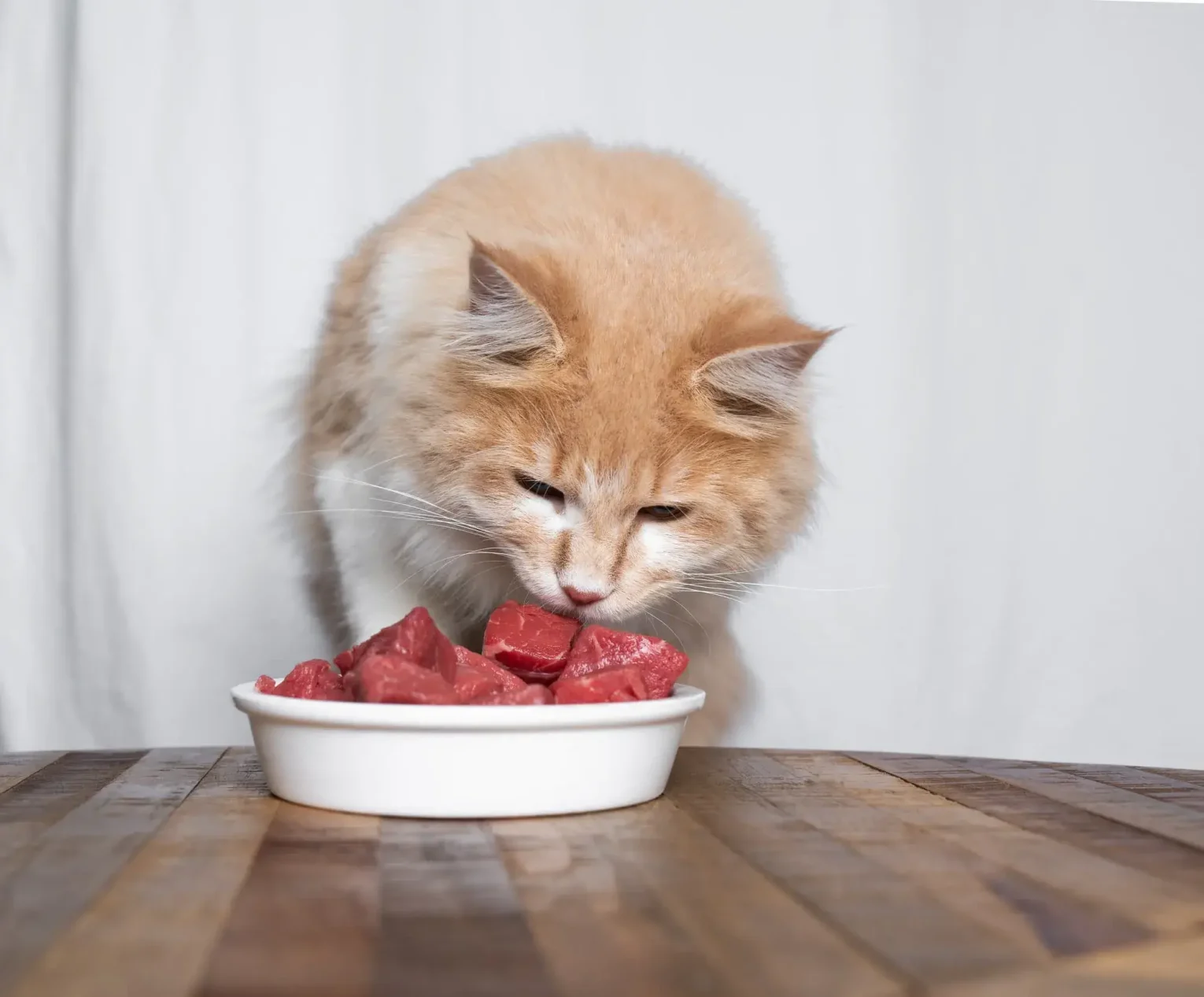 Cat Raw Food