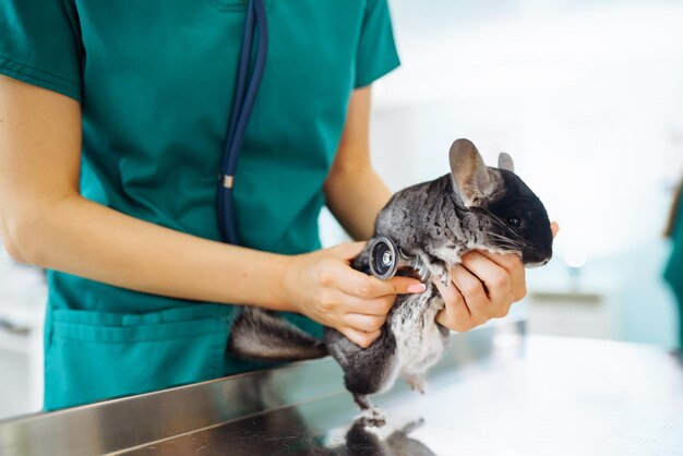 Chinchilla Veterinary Veterinarian Holding Chinchilla Examining Her Clinic 217236 8622