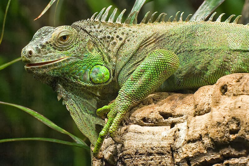 Iguana Verde