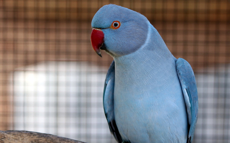 Indian Ringneck Parakeet