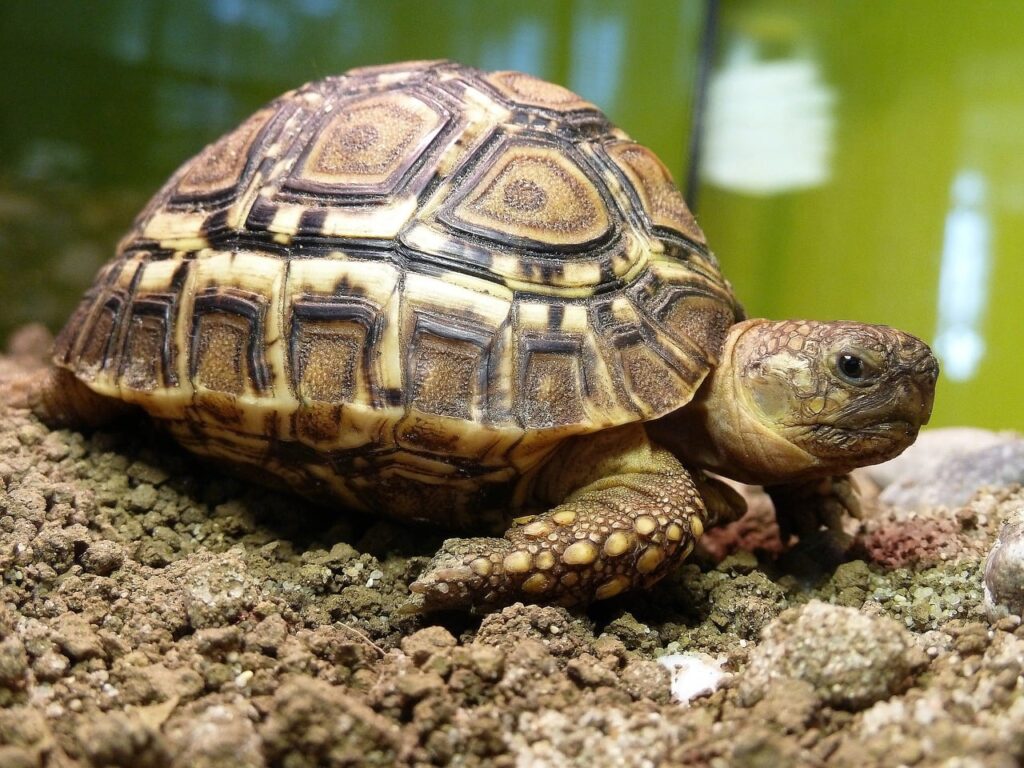 Leopard Tortoise Inside A Tank 1024X768 1