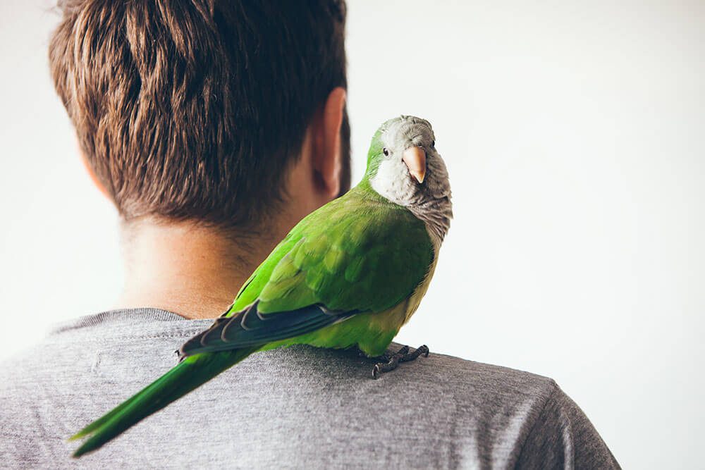 Quaker Parrot