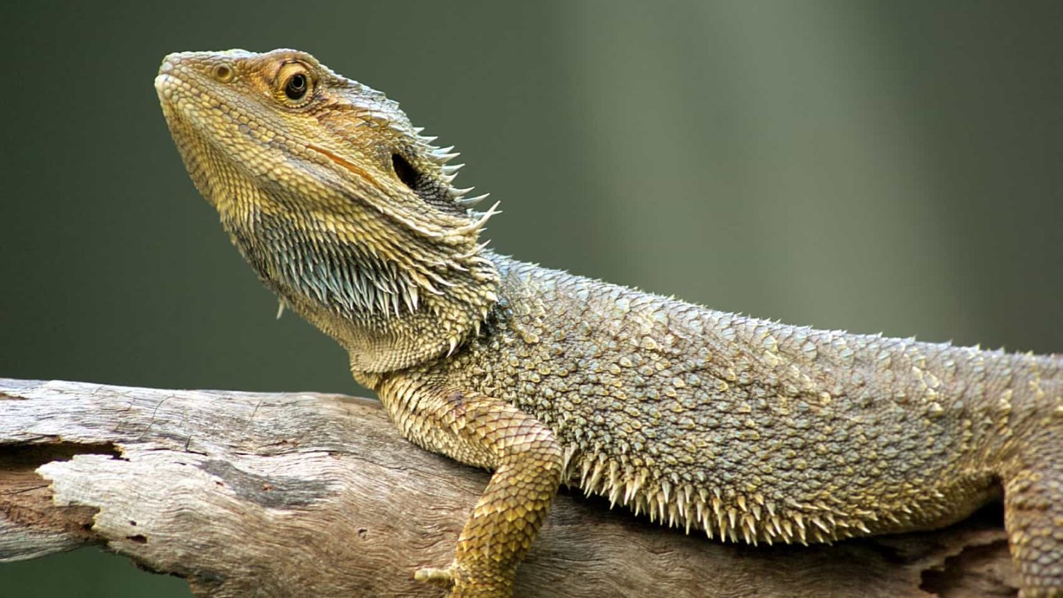 Reptile On Branch Lying Down Min