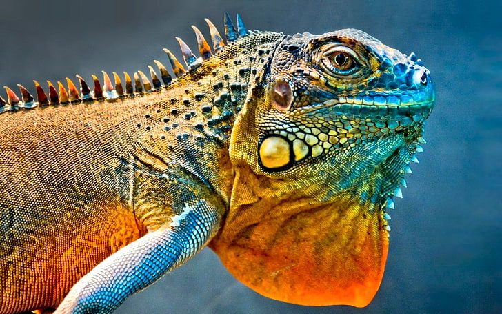 Reptiles Iguana Colorful Lizard Wallpaper Preview