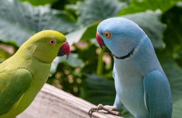 Two Ringneck Parakeets Confronting Eachother 600Nw 2406703405