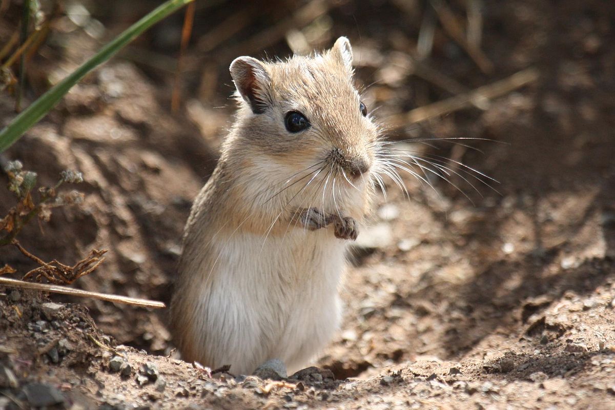 1200Px Meriones Unguiculatus Wild