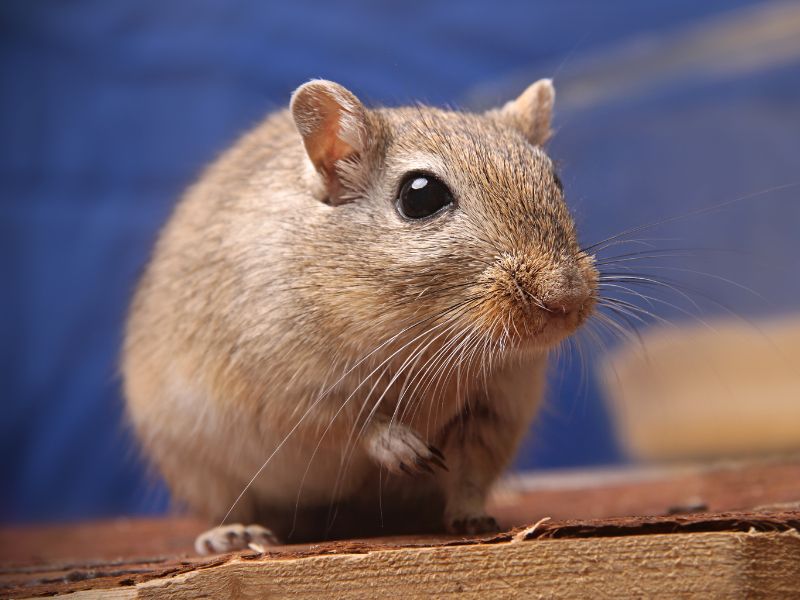 Gerbil Image