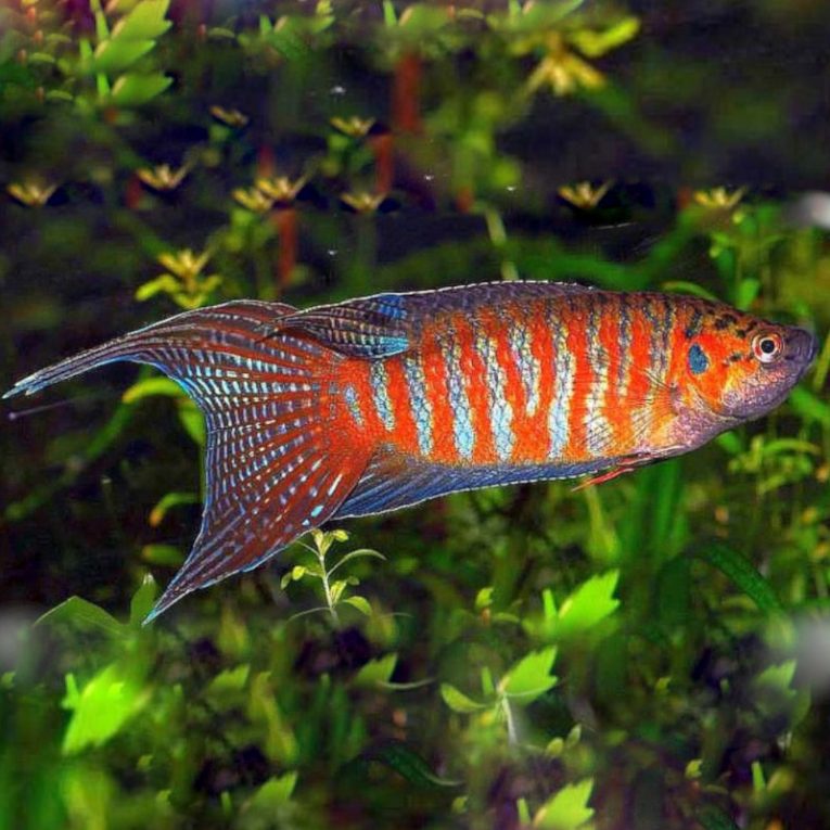 Gourami-Paradise-aberaquatic