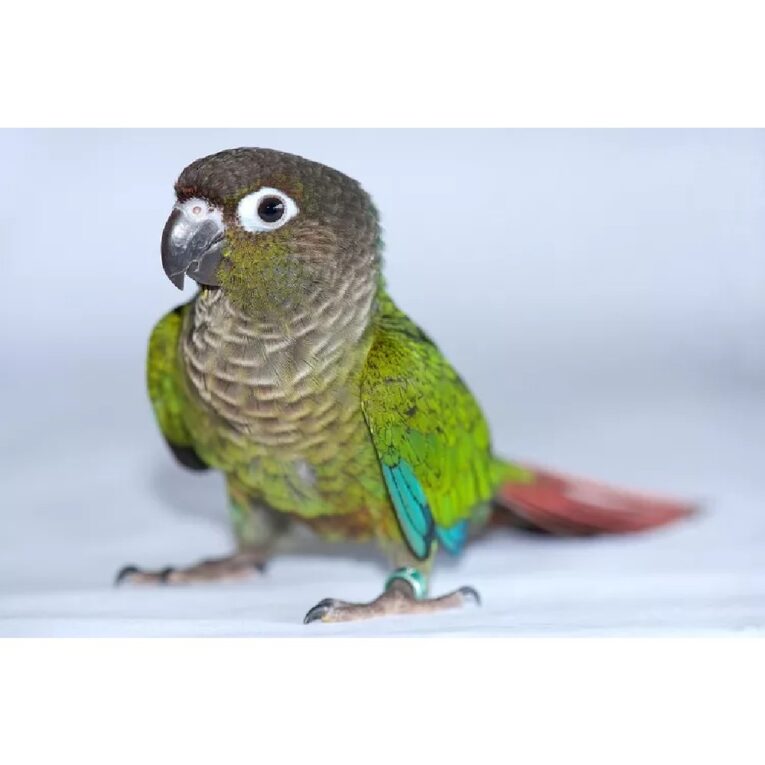 Greek-Cheeked Conure1