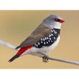 Διαμαντόσπινος με κόκκινη ουρά (diamond firetail)2