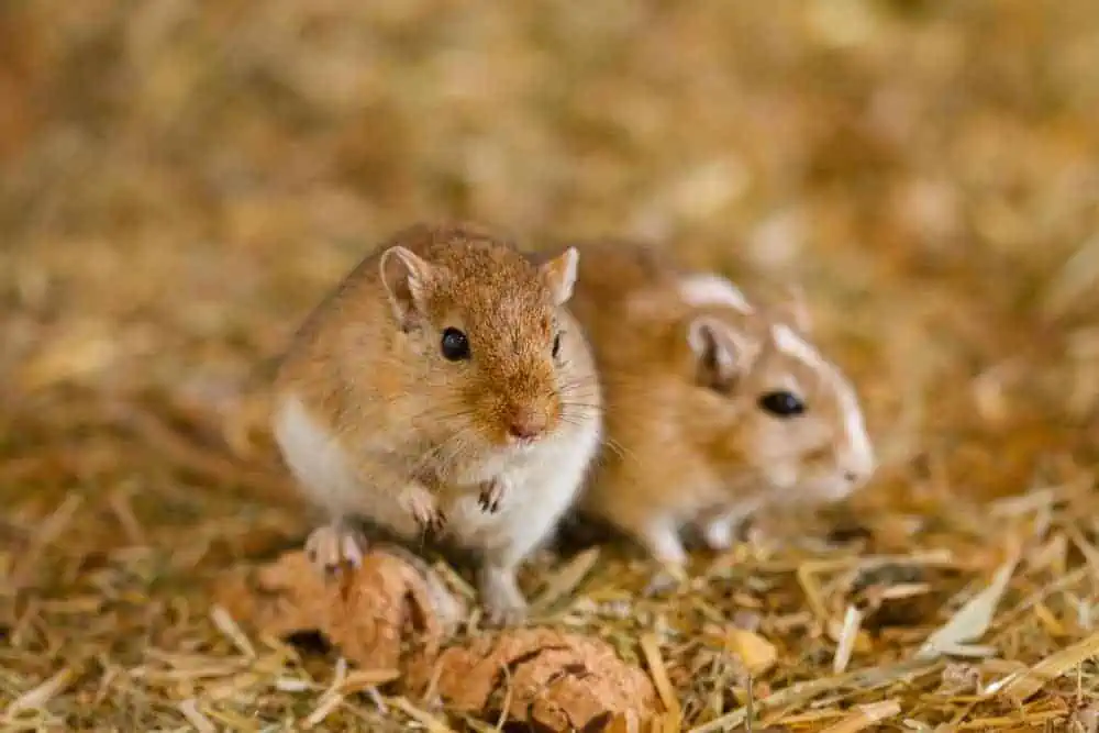 Gerbil Facts