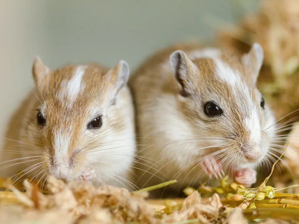 The Ultimate Guide To Happy Gerbils