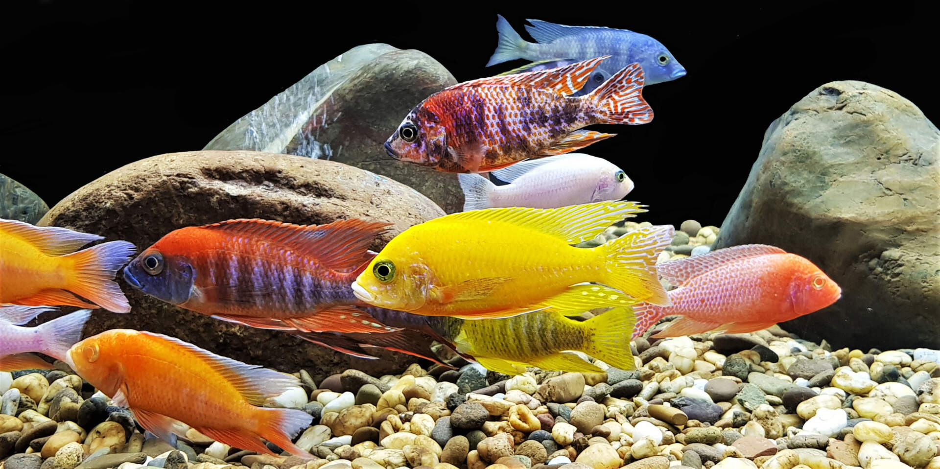Αρχική 99 header hard water aquarium