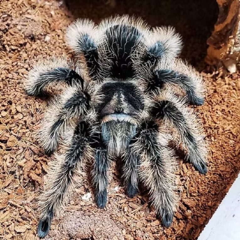 Curly Hair Tarantula (Tliltocatl albopilosus) care guide-pethellas