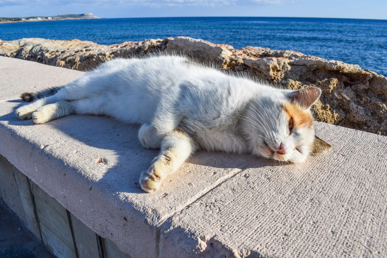 Γάτες και Παραλία – Γιατί Δεν Είναι Καλή Ιδέα 9 Cat by the Sea in Summer