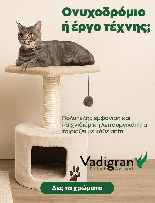vadigran cat 3-min
