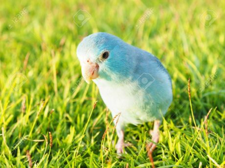 Pacific Parrotlet Mix Color