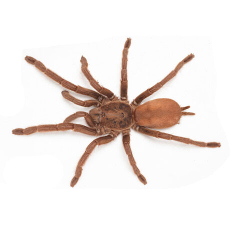 Australian Tarantula (Phlogius Sp. Hirsutus) Μεσαία / Μεγάλη