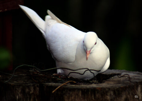 Java Dove Mix Color