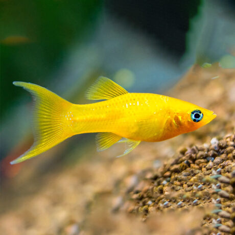 Golden Poecilia Sphenops Lyretail Molly