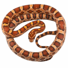 Corn Snake