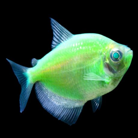 Glow Eletric Green Tetra (χήρες)