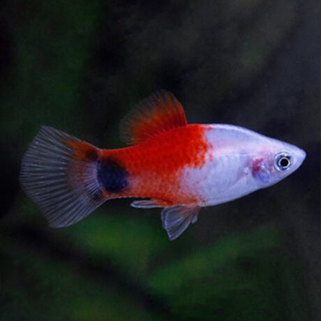 Red Top White Moon Platy