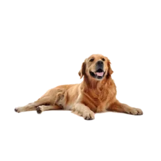 Σκυλιά