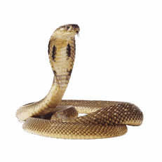 Φίδια