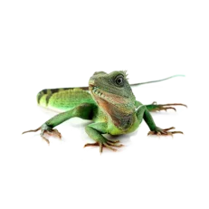 Water Dragon