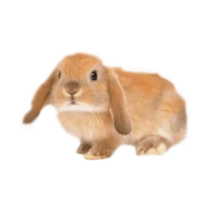 Κουνέλι Lop Ear