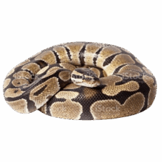 Ball Python