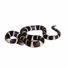 Kings Snake